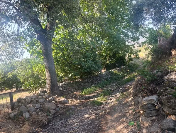 köy yerleşik alanında portakal bahçesi