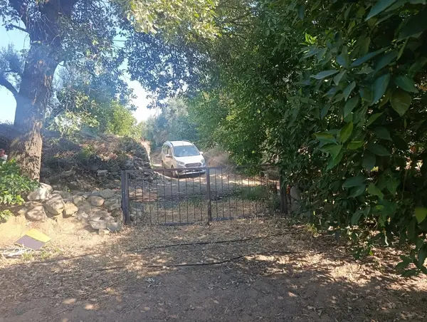 köy yerleşik alanında portakal bahçesi küçük görsel 2