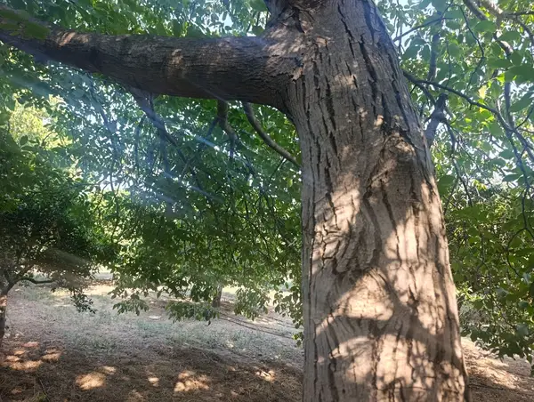 köy yerleşik alanında portakal bahçesi küçük görsel 4