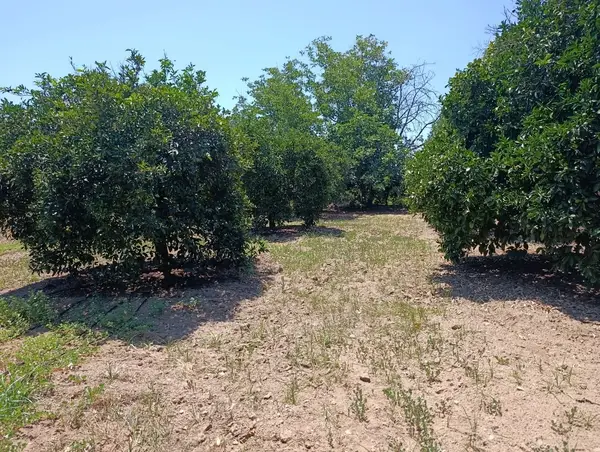 köy yerleşik alanında portakal bahçesi küçük görsel 5