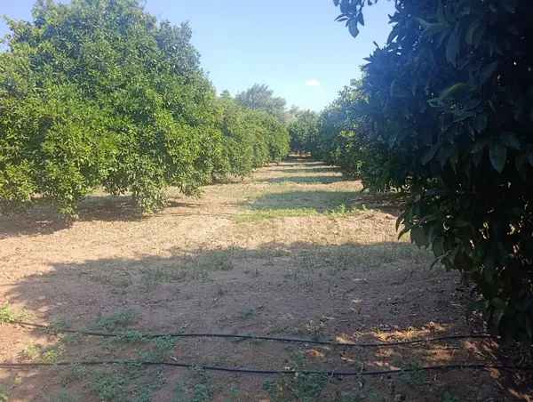 köy yerleşik alanında portakal bahçesi küçük görsel 6