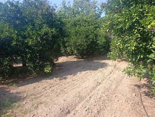 köy yerleşik alanında portakal bahçesi küçük görsel 7