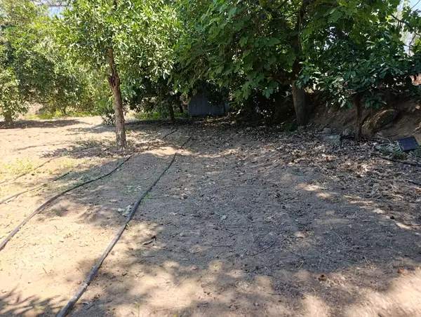 köy yerleşik alanında portakal bahçesi küçük görsel 9