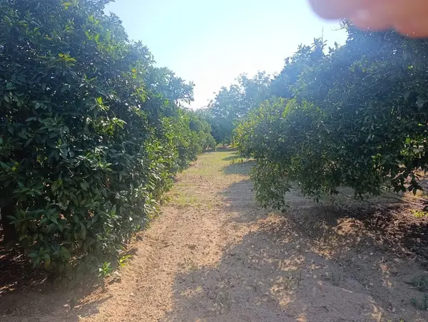köy yerleşik alanında portakal bahçesi küçük görsel 11