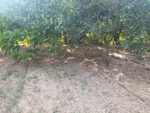 köy yerleşik alanında portakal bahçesi küçük görsel 15
