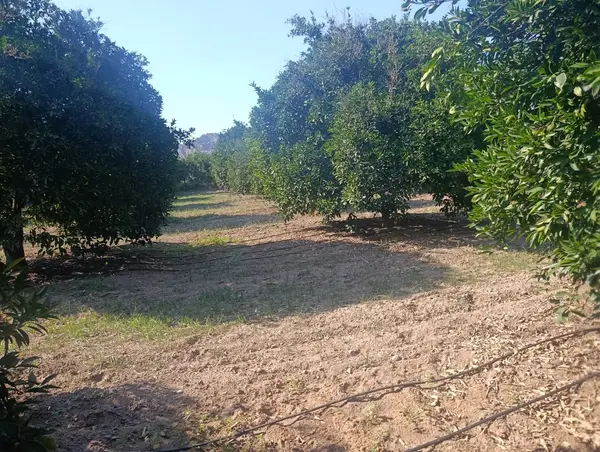 köy yerleşik alanında portakal bahçesi küçük görsel 16