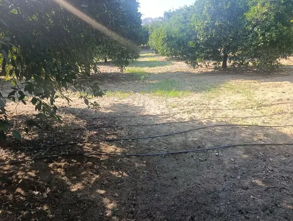 köy yerleşik alanında portakal bahçesi küçük görsel 18