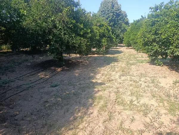 köy yerleşik alanında portakal bahçesi küçük görsel 19