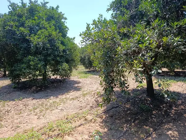 köy yerleşik alanında portakal bahçesi küçük görsel 20