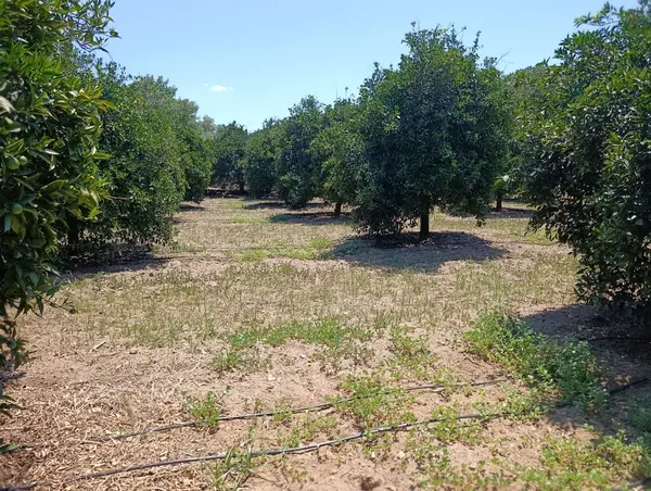 köy yerleşik alanında portakal bahçesi küçük görsel 22