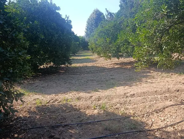köy yerleşik alanında portakal bahçesi küçük görsel 23