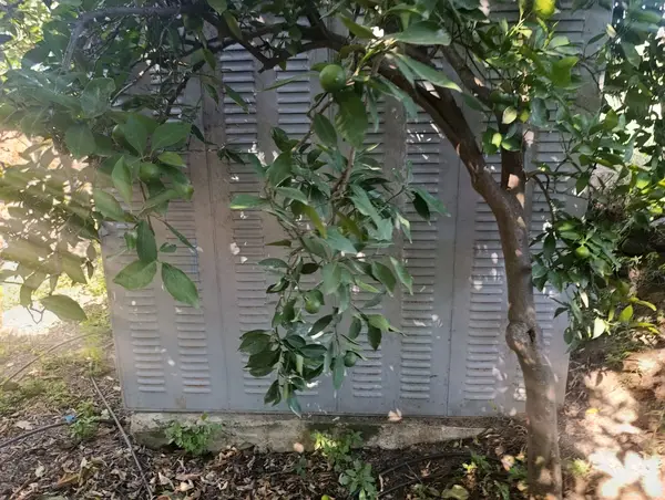 köy yerleşik alanında portakal bahçesi küçük görsel 24