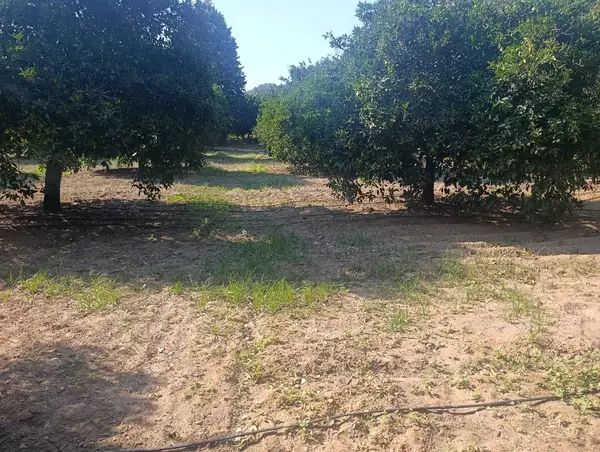 köy yerleşik alanında portakal bahçesi küçük görsel 26