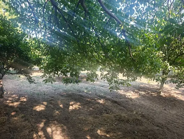 köy yerleşik alanında portakal bahçesi küçük görsel 27