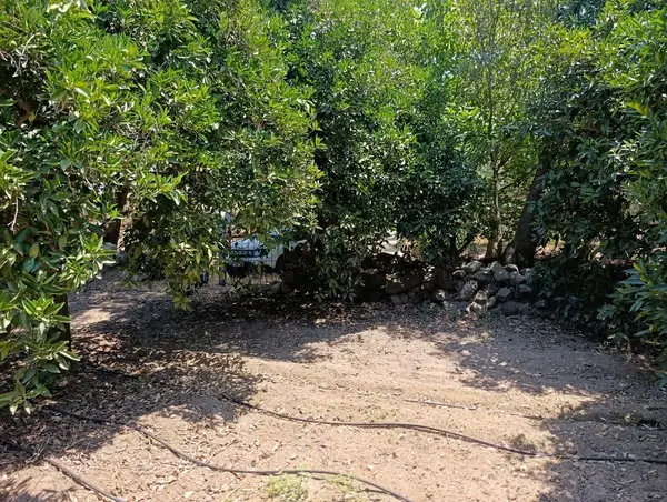 köy yerleşik alanında portakal bahçesi küçük görsel 28