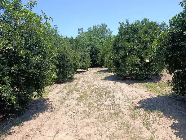 köy yerleşik alanında portakal bahçesi küçük görsel 30