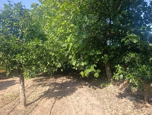 köy yerleşik alanında portakal bahçesi küçük görsel 31