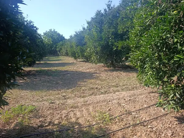 köy yerleşik alanında portakal bahçesi küçük görsel 33