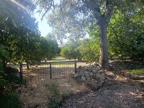 köy yerleşik alanında portakal bahçesi küçük görsel 34