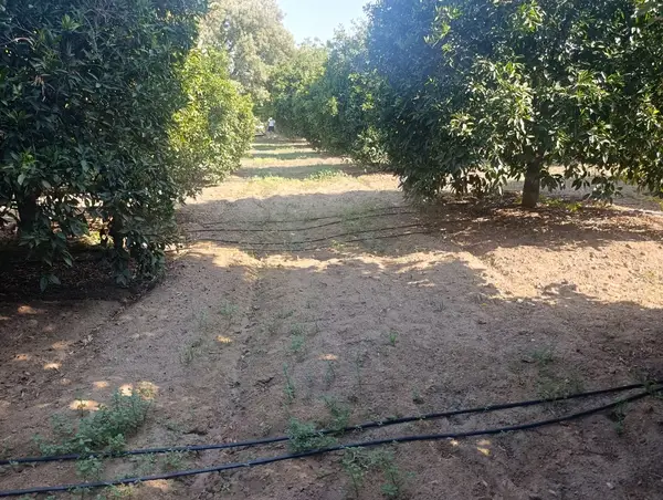 köy yerleşik alanında portakal bahçesi küçük görsel 35