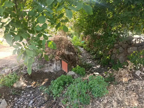 köy yerleşik alanında portakal bahçesi küçük görsel 37