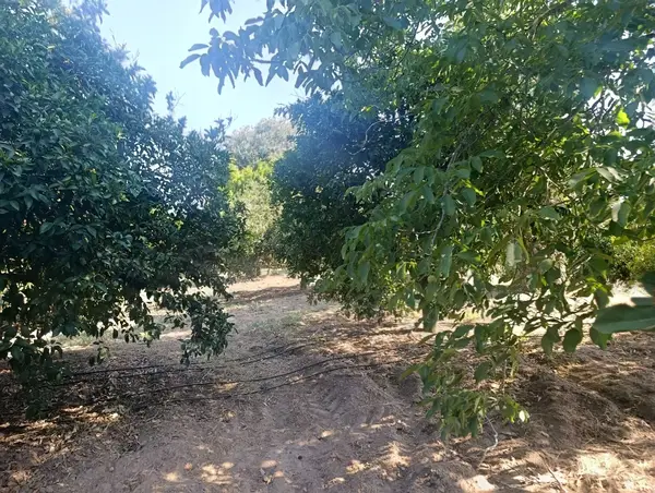 köy yerleşik alanında portakal bahçesi küçük görsel 39