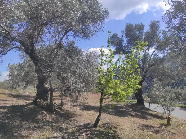 asfalt yola cepheli 1.610m zeytinlik.