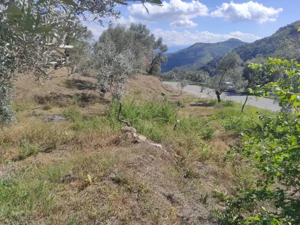asfalt yola cepheli 1.610m zeytinlik. küçük görsel 2