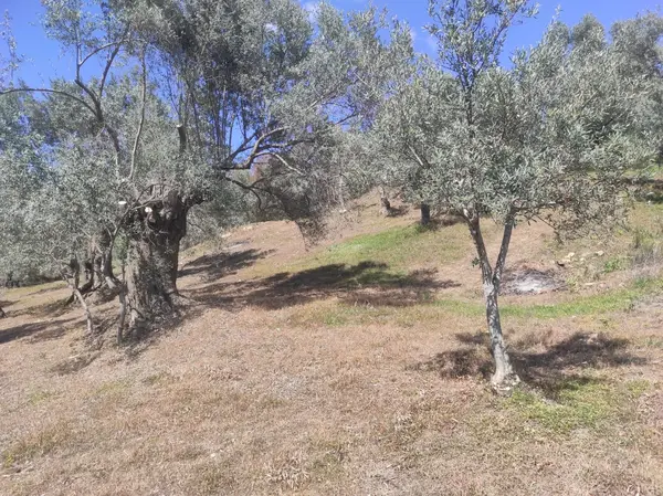 asfalt yola cepheli 1.610m zeytinlik. küçük görsel 3