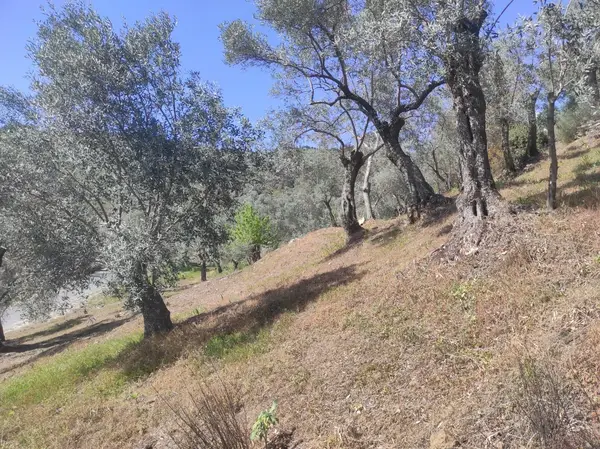 asfalt yola cepheli 1.610m zeytinlik. küçük görsel 5
