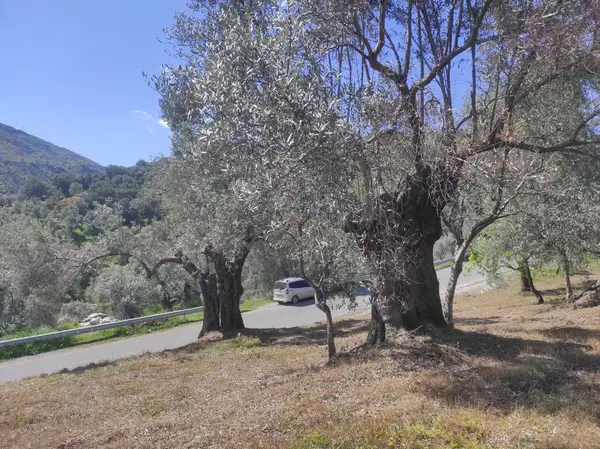 asfalt yola cepheli 1.610m zeytinlik. küçük görsel 7