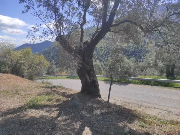 asfalt yola cepheli 1.610m zeytinlik. küçük görsel 8