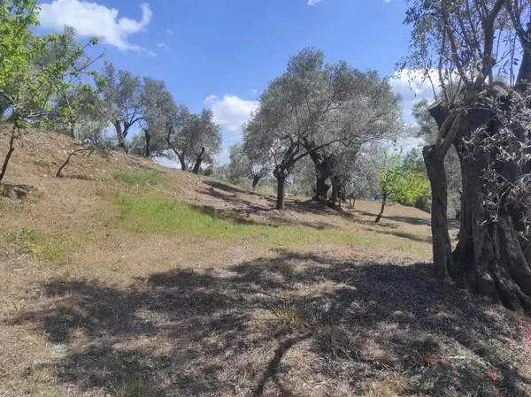 asfalt yola cepheli 1.610m zeytinlik. küçük görsel 10