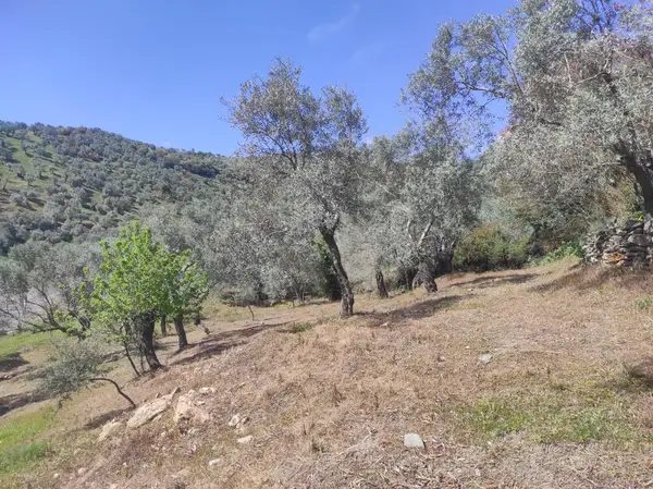 asfalt yola cepheli 1.610m zeytinlik. küçük görsel 16