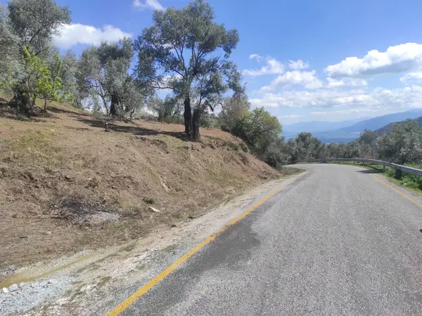 asfalt yola cepheli 1.610m zeytinlik. küçük görsel 17
