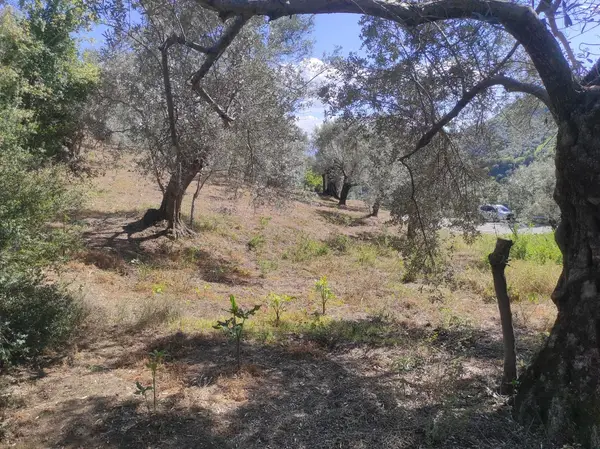 asfalt yola cepheli 1.610m zeytinlik. küçük görsel 18