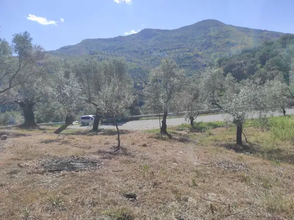 asfalt yola cepheli 1.610m zeytinlik. küçük görsel 24