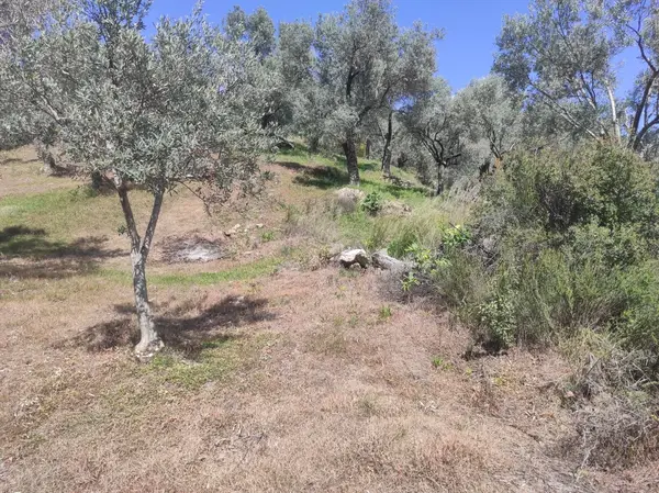 asfalt yola cepheli 1.610m zeytinlik. küçük görsel 25