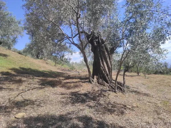 asfalt yola cepheli 1.610m zeytinlik. küçük görsel 28
