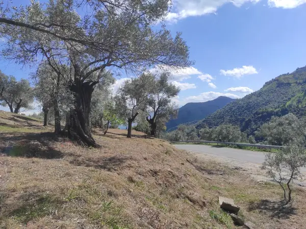 asfalt yola cepheli 1.610m zeytinlik. küçük görsel 30