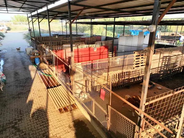 DALLICA'DA SATILIK 7500m2 ÇİFTLİK küçük görsel 6