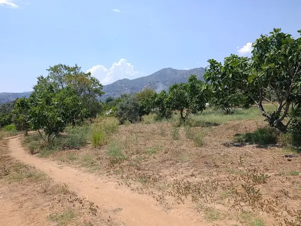 9.300m yerleşim alanı na yakın tamamı düz incir bahçesi
