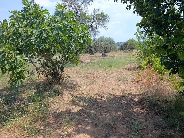 9.300m yerleşim alanı na yakın tamamı düz incir bahçesi küçük görsel 9