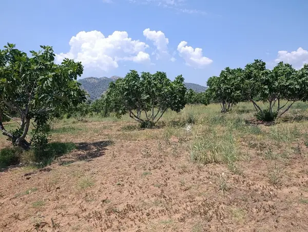 9.300m yerleşim alanı na yakın tamamı düz incir bahçesi küçük görsel 10