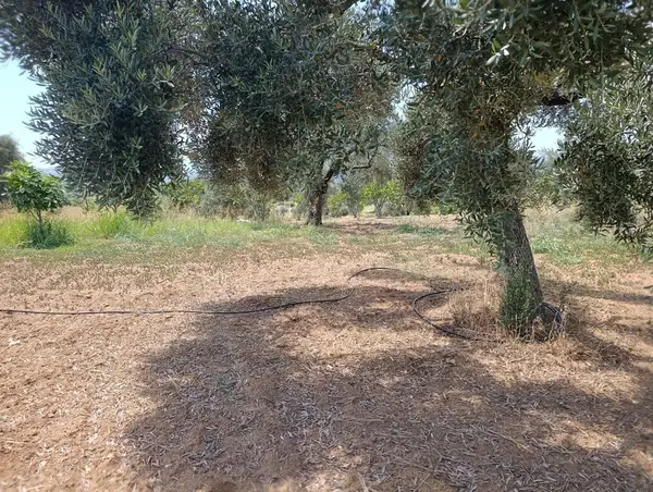 2.000m tamamı düz zeytin meyve bahçesi