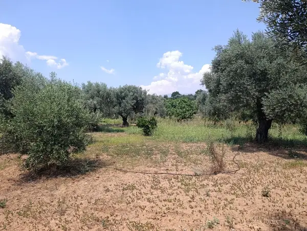 2.000m tamamı düz zeytin meyve bahçesi küçük görsel 2