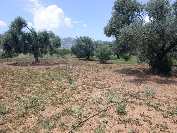 2.000m tamamı düz zeytin meyve bahçesi küçük görsel 3
