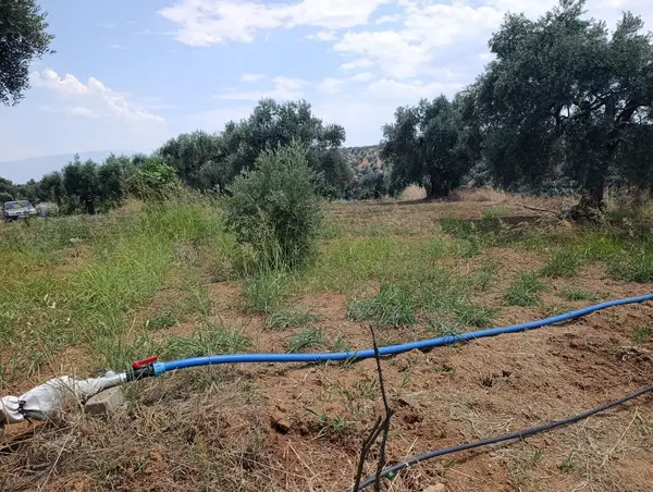 2.000m tamamı düz zeytin meyve bahçesi küçük görsel 4