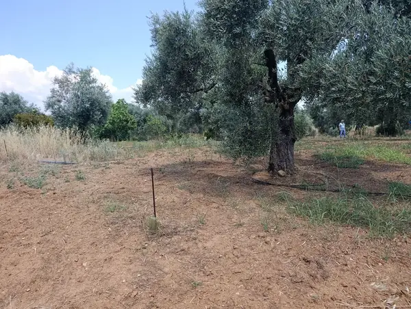 2.000m tamamı düz zeytin meyve bahçesi küçük görsel 5