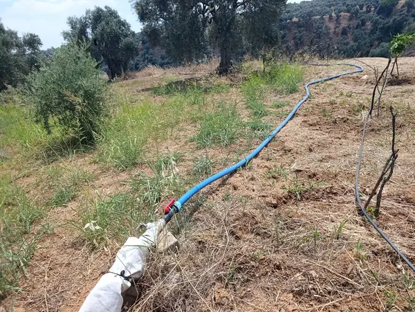 2.000m tamamı düz zeytin meyve bahçesi küçük görsel 6